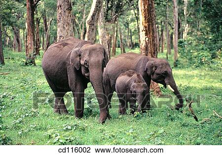 Elephants (Elephas maximus) View Large Photo Image Stock Image - Elephants (Elephas maximus). Fotosearch