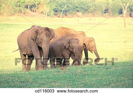 Elephants (Elephas maximus) View Large Photo Image Stock Image - Elephants (Elephas maximus). Fotosearch
