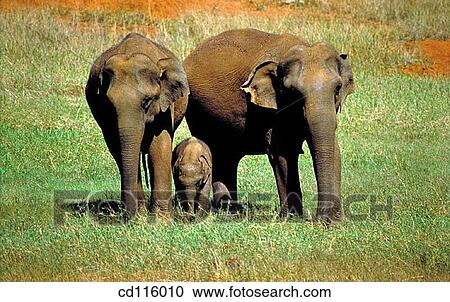 Elephants (Elephas maximus) View Large Photo Image Stock Image - Elephants (Elephas maximus). Fotosearch