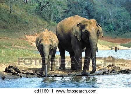 Elephants (Elephas maximus) View Large Photo Image Stock Image - Elephants (Elephas maximus). Fotosearch