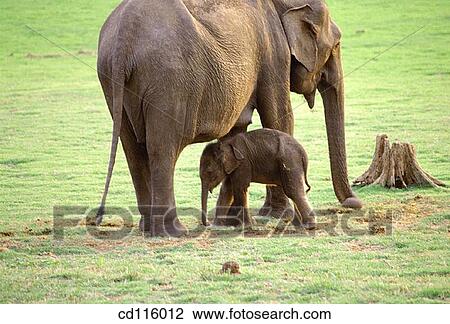 Elephants (Elephas maximus) View Large Photo Image Stock Image - Elephants (Elephas maximus). Fotosearch