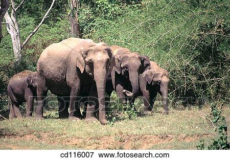 Elephants (Elephas maximus) View Large Photo Image Stock Photo - Elephants (Elephas maximus). Fotosearch