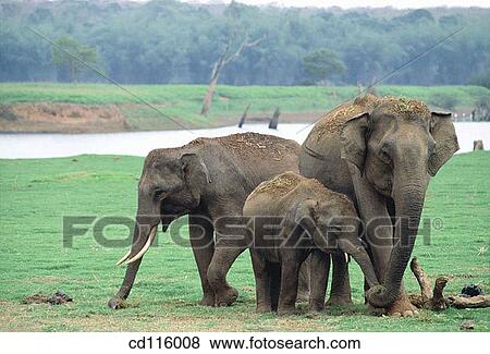 Elephants (Elephas maximus) View Large Photo Image Stock Photo - Elephants (Elephas maximus). Fotosearch