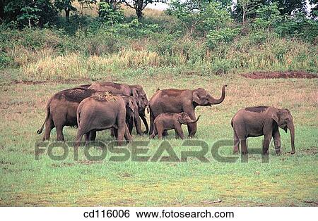 Elephants (Elephas maximus) View Large Photo Image Stock Photograph - Elephants (Elephas maximus). Fotosearch
