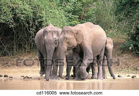 Elephants (Elephas maximus) View Large Photo Image Stock Photography - Elephants (Elephas maximus). Fotosearch