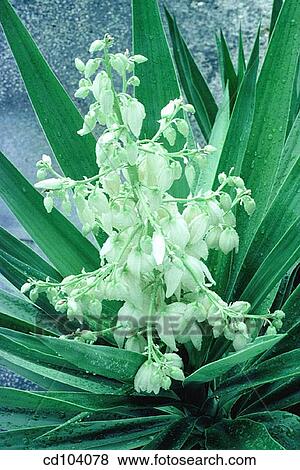 Elephants foot (Yucca elephantipes) View Large Photo Image Stock Photo - Elephants foot (Yucca elephantipes). Fotosearch