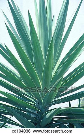 Elephants foot (Yucca elephantipes) View Large Photo Image Stock Photograph - Elephants foot (Yucca elephantipes). Fotosearch