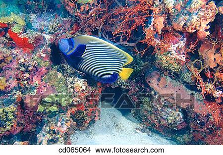 Emperor Angelfish (Pomacanthus imperator). Maldive Islands. View Large Photo Image Picture - Emperor Angelfish (Pomacanthus imperator). Maldive Islands.. Fotosearch