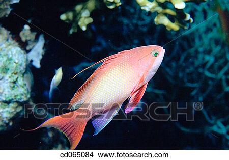 Fairy Basslet (Pseudanthias sp. ). Red Sea. Egypt. View Large Photo Image Picture - Fairy Basslet (Pseudanthias sp. ). Red Sea. Egypt.. Fotosearch
