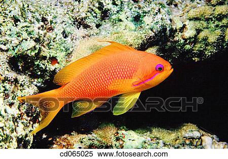 Fairy Basslet (Pseudanthias sp. ). Red Sea. Egypt. View Large Photo Image Stock Photography - Fairy Basslet (Pseudanthias sp. ). Red Sea. Egypt.. Fotosearch