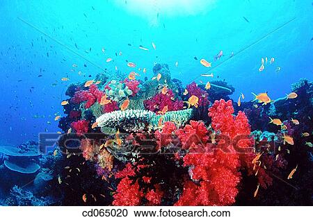 Fairy Basslets (Anthias sp. ). Fiji Islands. View Large Photo Image Stock Image - Fairy Basslets (Anthias sp. ). Fiji Islands.. Fotosearch