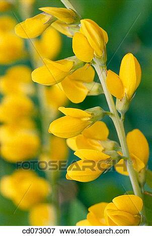False Indigo (Baptisia cinerea) View Large Photo Image Stock Photo - False Indigo (Baptisia cinerea). Fotosearch