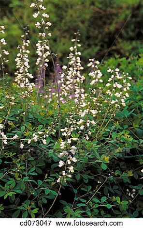 Stock Photo - False Indigo (Baptisia megacarpa). Fotosearch