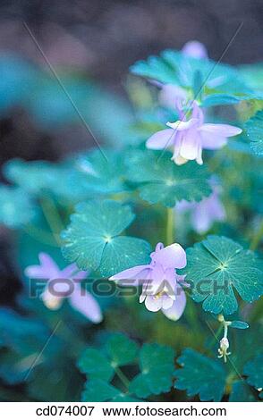 Fan columbine (Aquilegia flabellata) View Large Photo Image Stock Photo - Fan columbine (Aquilegia flabellata). Fotosearch