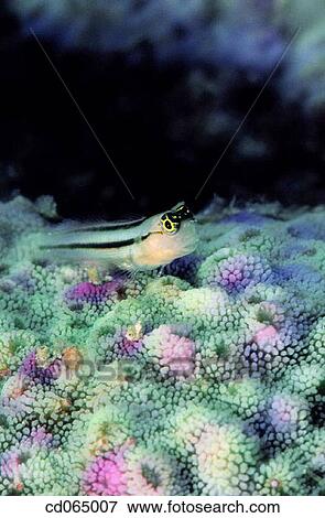 fauna, Marine life, green, fish, animal View Large Photo Image Stock Photo - fauna, Marine life, green, fish, animal. Fotosearch