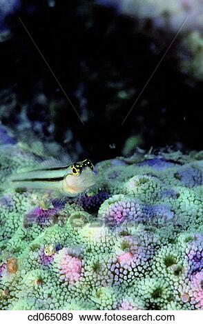 fauna, Marine life, green, fish, animal View Large Photo Image Stock Photo - fauna, Marine life, green, fish, animal. Fotosearch