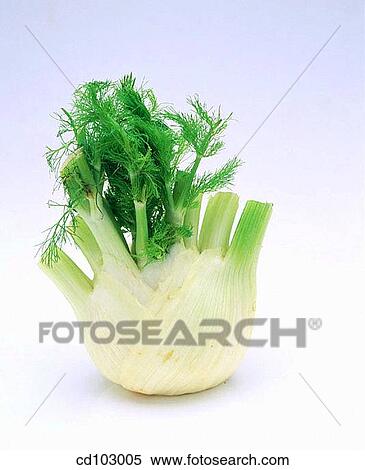 Stock Photography - Fennel. Fotosearch