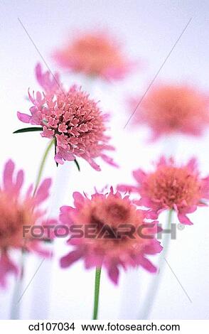 Field Scabious (Knautia arvensis) View Large Photo Image Picture - Field Scabious (Knautia arvensis). Fotosearch