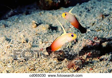 Stock Image - Fire Gobies (Nemateleotris magnifica). Indonesia.. Fotosearch
