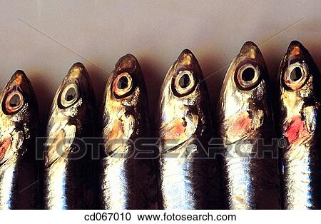 Fish View Large Photo Image Stock Image - Fish. Fotosearch