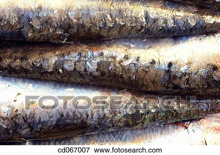 Fish View Large Photo Image Stock Photo - Fish. Fotosearch