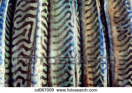 Stock Photo - Fish. Fotosearch
