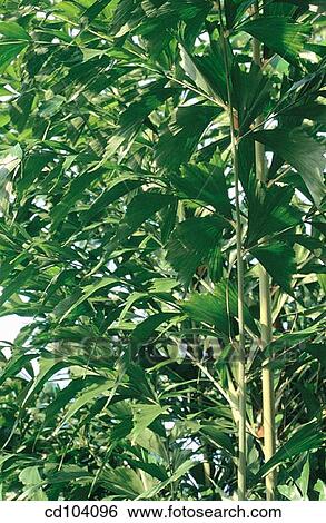 Fishtail Palm (Caryota mitis) View Large Photo Image Stock Photograph - Fishtail Palm (Caryota mitis). Fotosearch