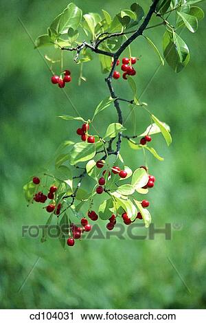 Flatwoods Plum, Black Sloe or Hog Plum (Prunus umbellata) View Large Photo Image Stock Image - Flatwoods Plum, Black Sloe or Hog Plum (Prunus umbellata). Fotosearch