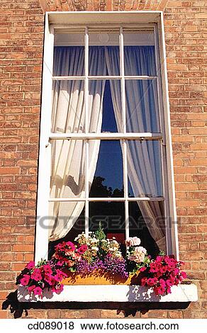 Flower pots on window ledges. Dublin. Ireland View Large Photo Image Stock Photo - Flower pots on window ledges. Dublin. Ireland. Fotosearch