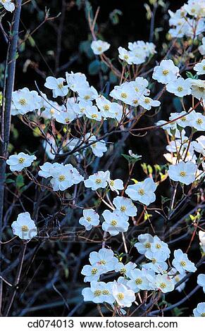 Flowering dogwood (Cornus florida) View Large Photo Image Stock Image - Flowering dogwood (Cornus florida). Fotosearch