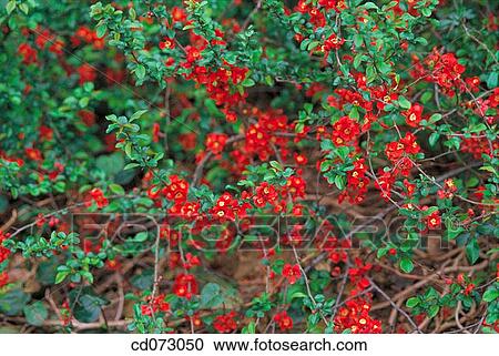 Stock Image - Flowering Quince (Chaenomeles speciosa). Fotosearch
