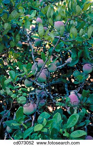 Flowering Quince (Chaenomeles speciosa Contorta")" View Large Photo Image Stock Image - Flowering Quince (Chaenomeles speciosa Contorta")". Fotosearch