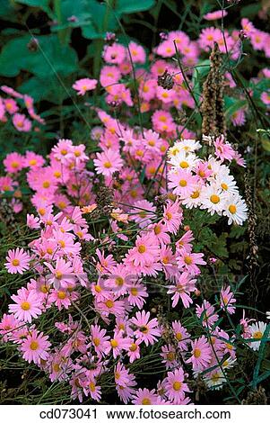 Flowers (Aster sp. ) View Large Photo Image Stock Image - Flowers (Aster sp. ). Fotosearch