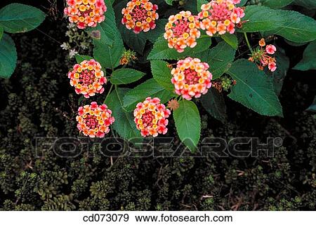Flowers (Sedum sp. And Lantana Confetti")" View Large Photo Image Stock Photo - Flowers (Sedum sp. And Lantana Confetti")". Fotosearch