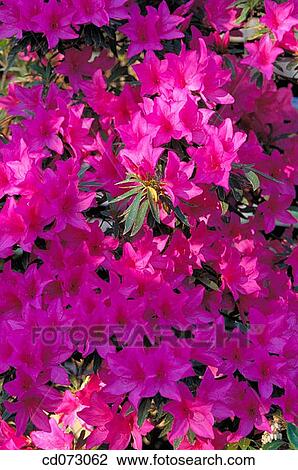 Flowers View Large Photo Image Stock Image - Flowers. Fotosearch