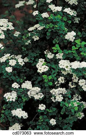 Flowers View Large Photo Image Stock Image - Flowers. Fotosearch