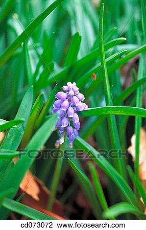 Stock Image - Flowers. Fotosearch