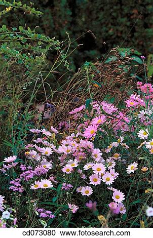 Flowers View Large Photo Image Stock Image - Flowers. Fotosearch
