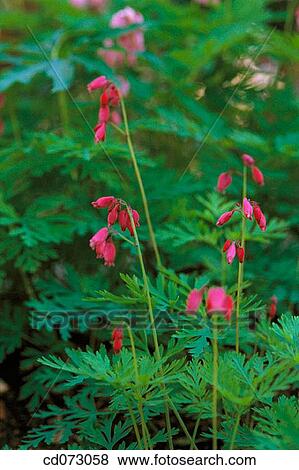 Stock Photo - Flowers. Fotosearch