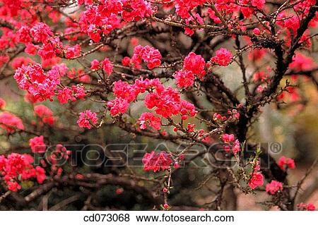 Flowers View Large Photo Image Stock Photo - Flowers. Fotosearch