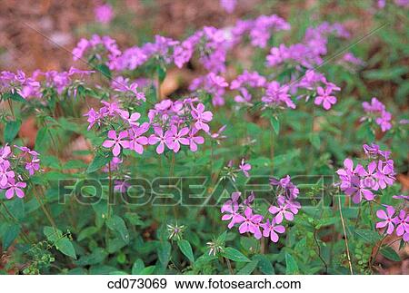 Flowers View Large Photo Image Stock Photo - Flowers. Fotosearch