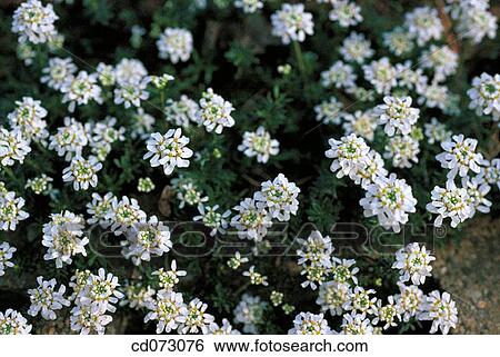 Stock Photograph - Flowers. Fotosearch
