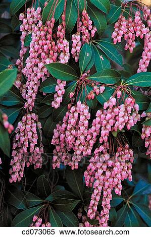 Stock Photography - Flowers. Fotosearch