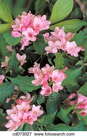 Flowers (Weigela praecox) View Large Photo Image Stock Photo - Flowers (Weigela praecox). Fotosearch