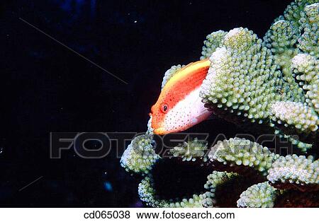 Forster's Hawkfish (Paracirrhites forsteri). Marshall Islands. Micronesia. View Large Photo Image Stock Photo - Forster's Hawkfish (Paracirrhites forsteri). Marshall Islands. Micronesia.. Fotosearch