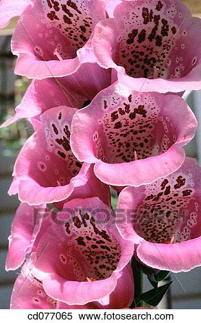 Foxglove View Large Photo Image Stock Photography - Foxglove. Fotosearch
