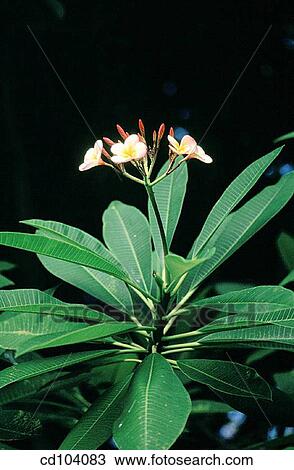 Frangipani (Plumeria rubra) View Large Photo Image Stock Image - Frangipani (Plumeria rubra). Fotosearch