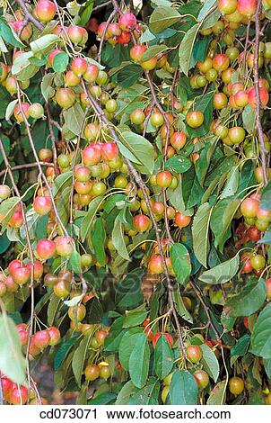 Fruits View Large Photo Image Stock Image - Fruits. Fotosearch