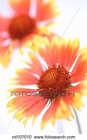 Gaillardia View Large Photo Image Stock Image - Gaillardia. Fotosearch