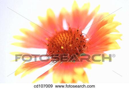Stock Photo - Gaillardia. Fotosearch